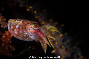 A pygmy cuttlefish at Nudi Falls in Lembeh taken with Can... by Marteyne Van Well 
